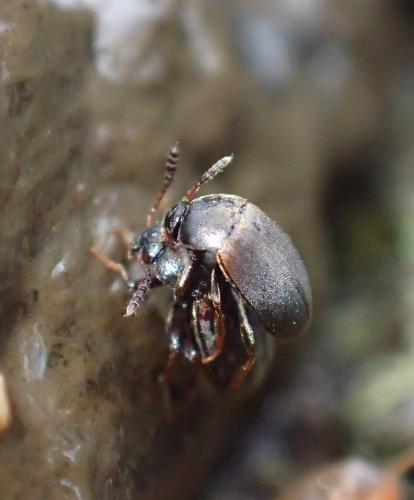 Réf. 273 231 : Catops sp.